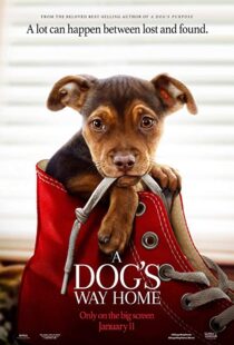 دانلود فیلم A Dog’s Way Home 20198110-1898720549