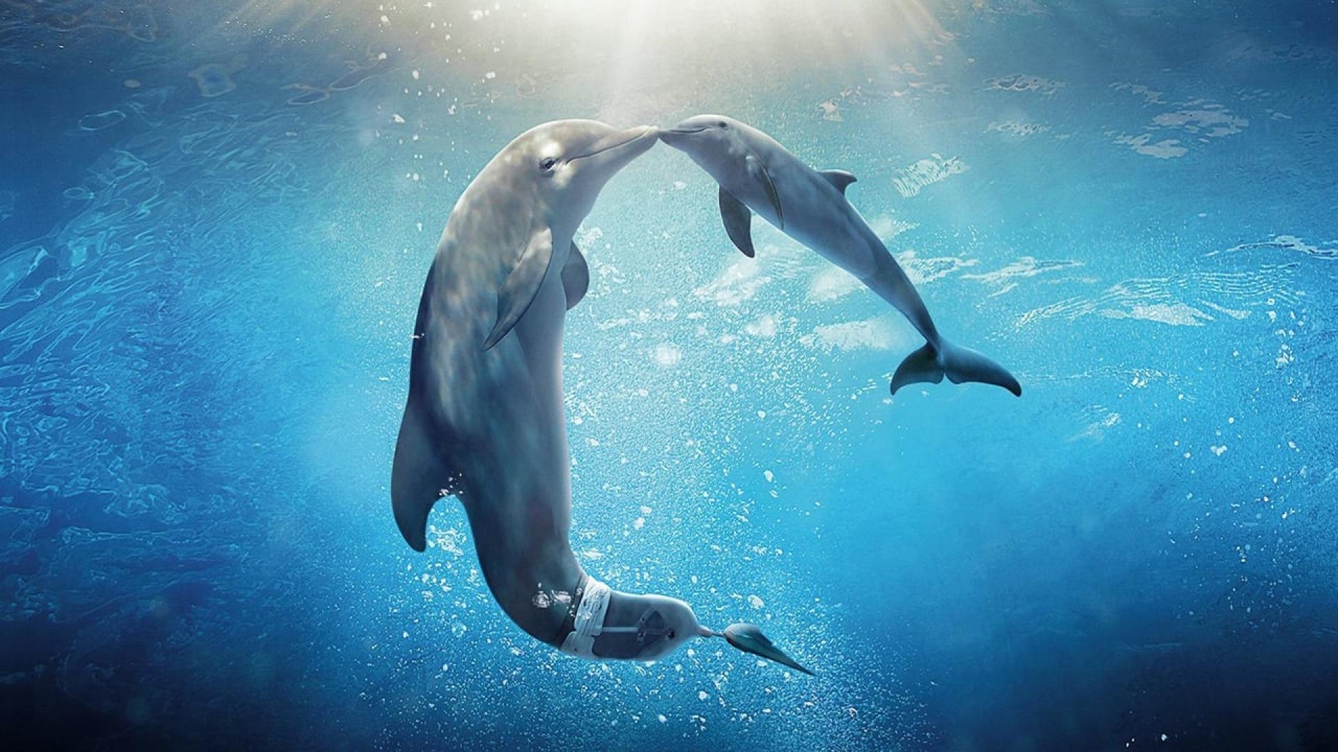 دانلود فیلم Dolphin Tale 2 2014