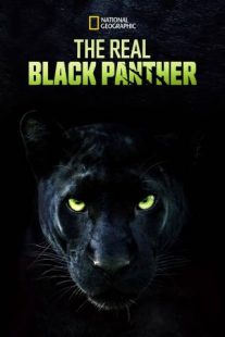 دانلود مستند The Real Black Panther 2020229564-1282996265