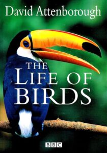 دانلود مستند The Life of Birds382058-575371859